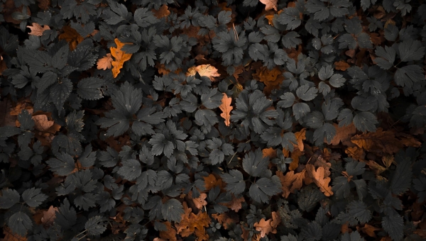 Це так у лісі буває