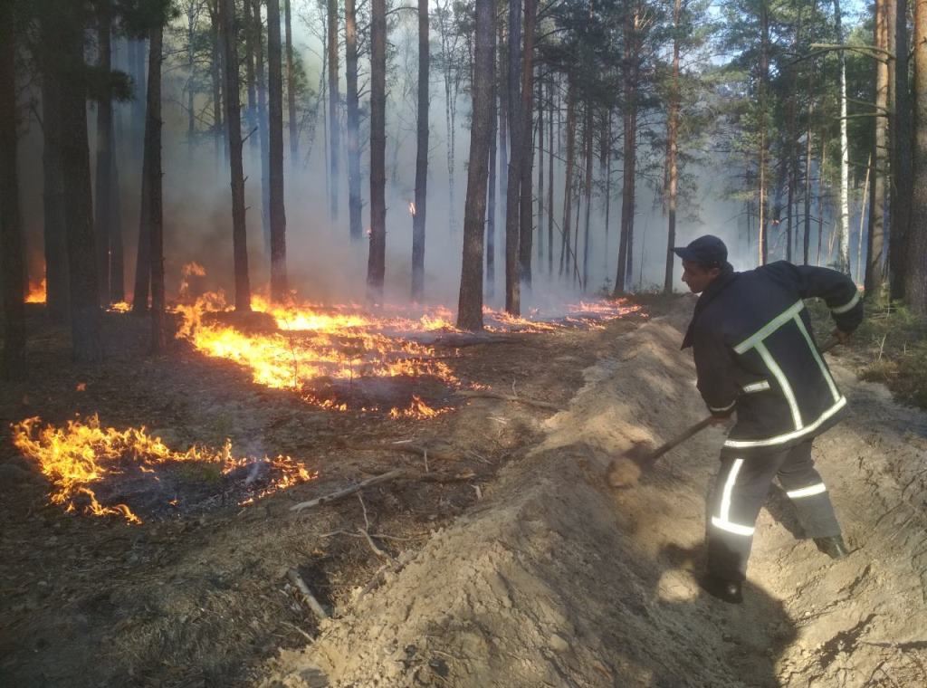 Підпалюють ліс