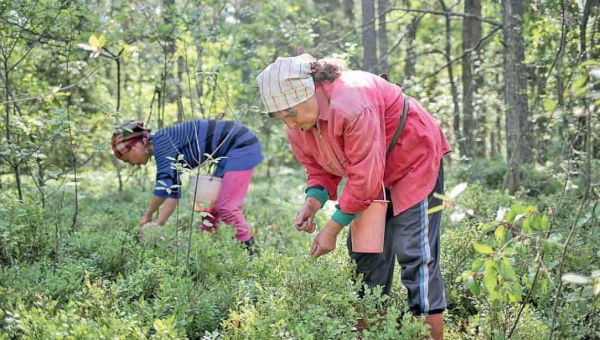 «Чорні ягоди» Олевщини: ціна, заробіток, лісові квитки, експорт, клопіт для прикордонників