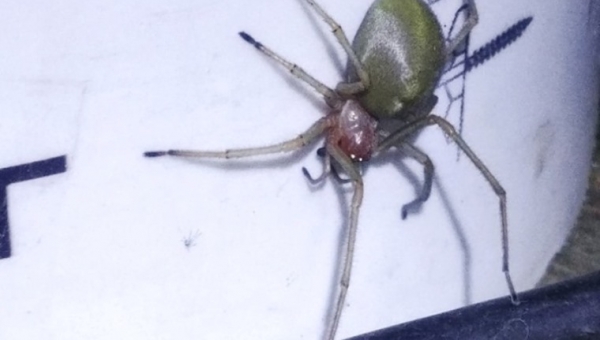 ?️Отруйний павук "Хеіракантіум" добрався до Коростеня