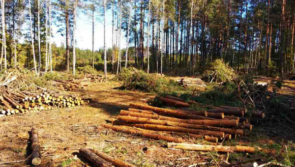 "Нарубали" на 5 мільйонів: в Олевському лісгоспі крали ліс, а збитки списували на пожежі