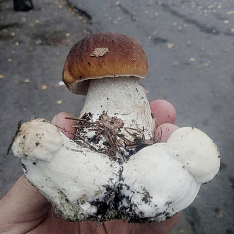 Потрійний білоголовець