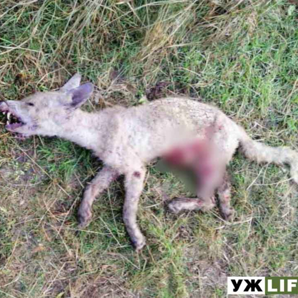 На Олевщині спіймали і вбили чупакабру ?ВІДЕО