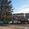 У Малині вандали атакували новорічну ялинку