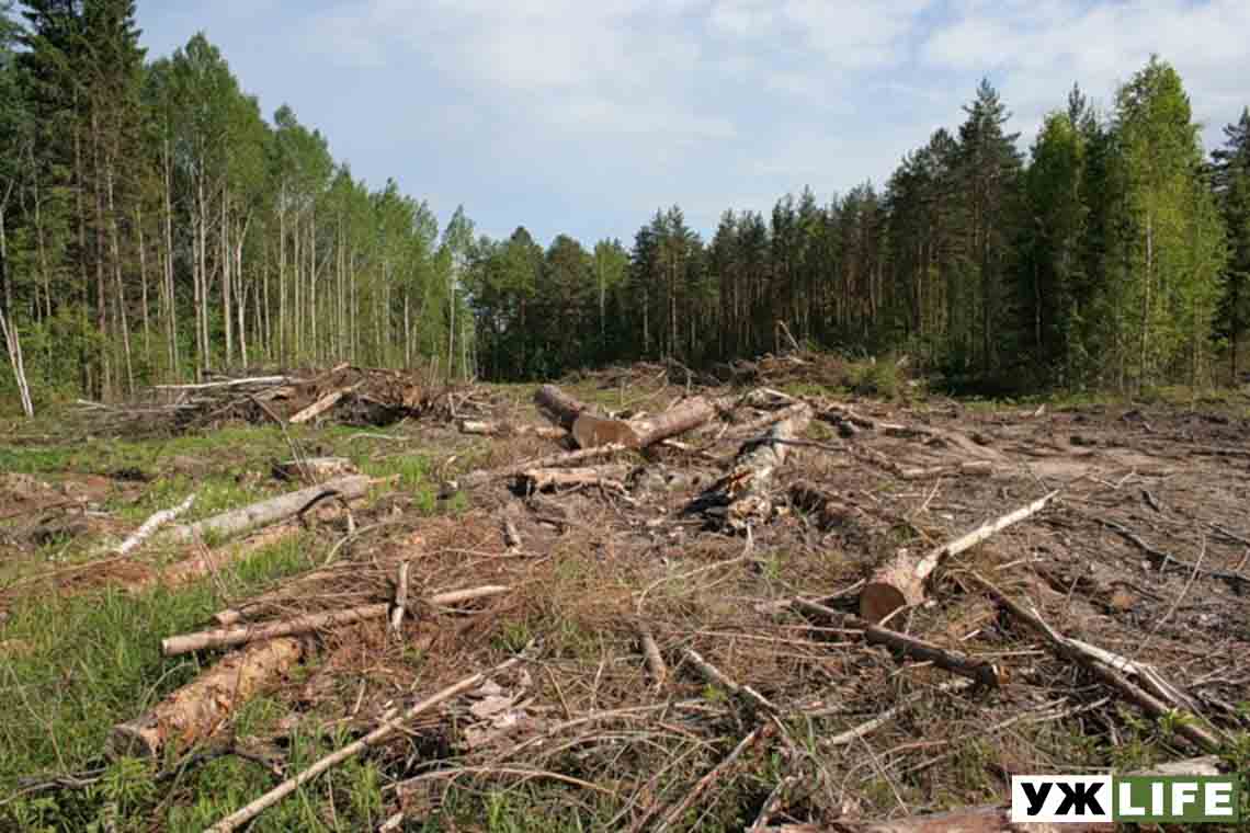Найбільше лісів в Україні вирубують не в Карпатах, а на Житомирщині