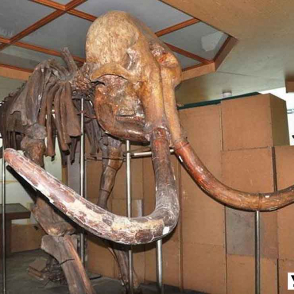 Мамонта з Овруччини переселять