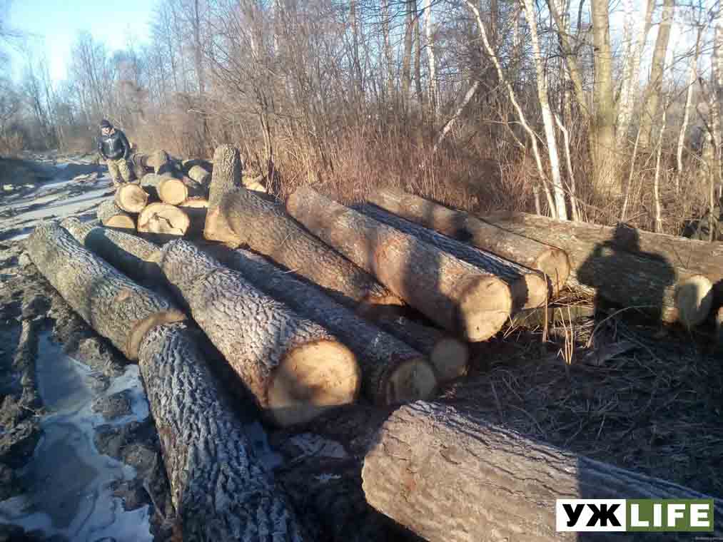Чому грабіжники лишаються безкарними?