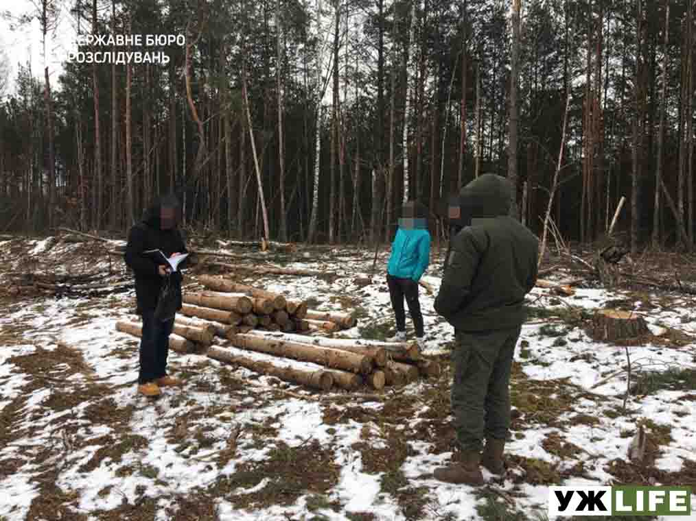 Україна втратила 6 мільйонів через незаконну вирубку на Житомирщині ?ФОТОрепортаж