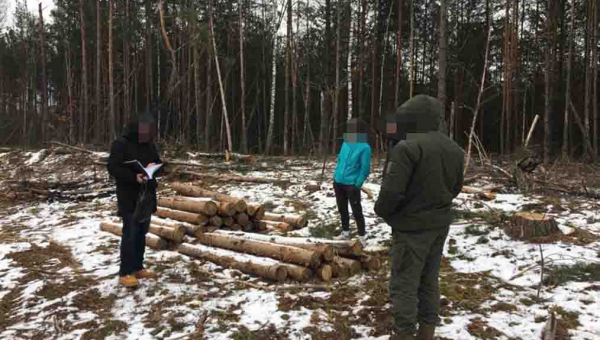 Україна втратила 6 мільйонів через незаконну вирубку на Житомирщині ?ФОТОрепортаж