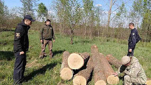 Житомирські правоохоронці розслідують 54 справи по факту крадіжки лісу
