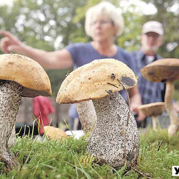 На Житомирщині двоє жінок отруїлися грибами, одна з них в лікарні