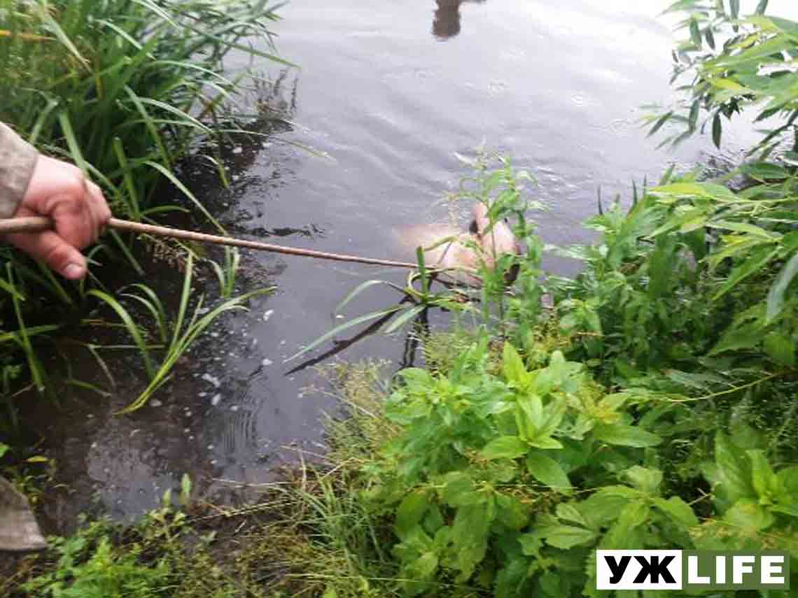 На Житомирщині за минулу добу рятувальники дістали з води тіла трьох потопельників