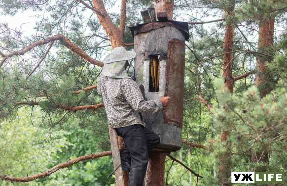 В Коростенському районі відкрили музей унікального медового промислу (ВІДЕО)