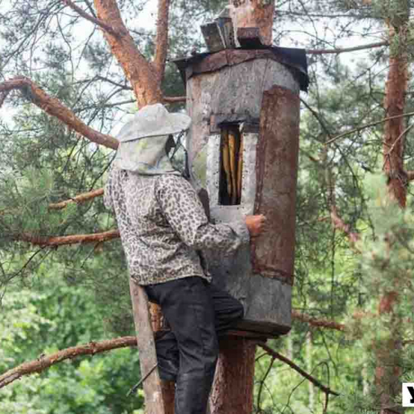 В Коростенському районі відкрили музей унікального медового промислу (ВІДЕО)