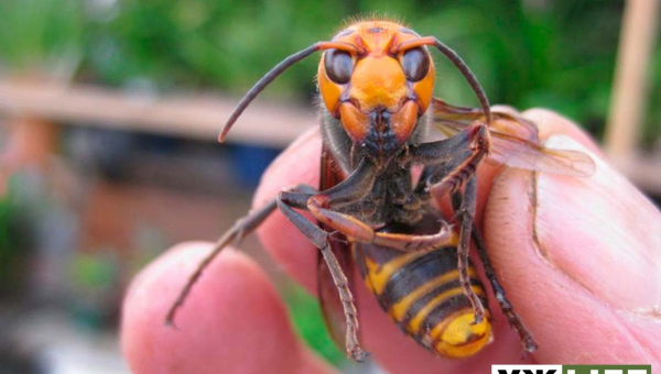 В Олевську чоловік потрапив до реанімації після укусу шершня