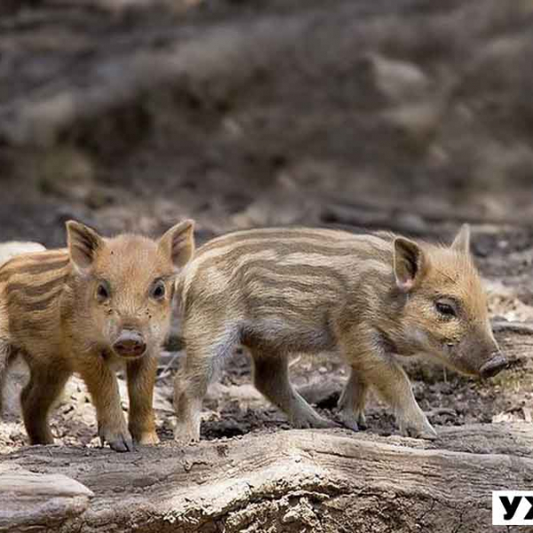 Лосі, плямисті олені та козулі: у Житомирських лісах стало більше диких тварин