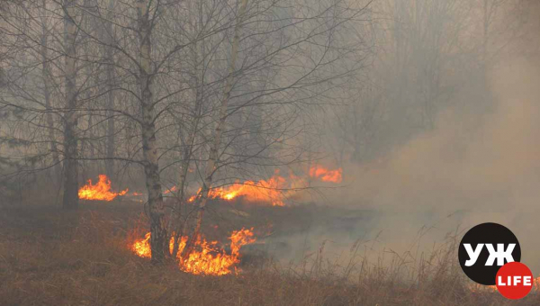 На Житомирщині через спалювання трави троє людей зазнали опіків