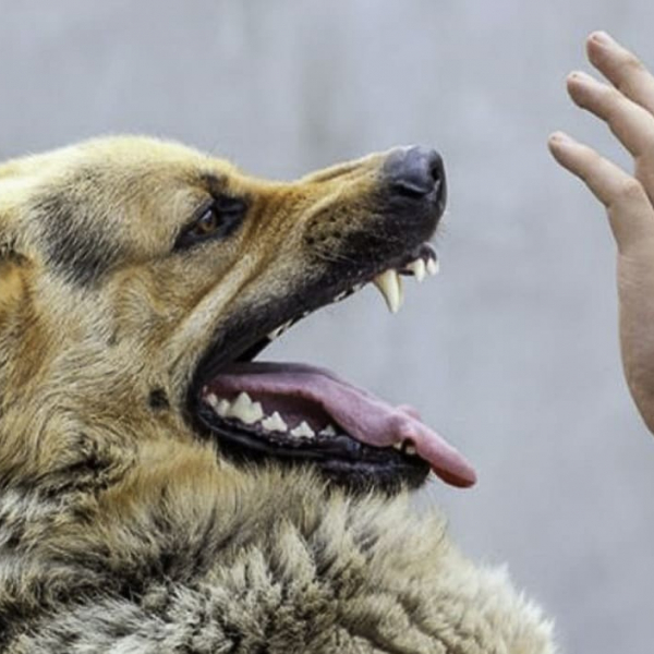 На Житомирщині хворий на сказ пес покусав чотирьох людей, господар застрелив тварину