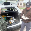 У Житомирській області ДБР на хабарі затримала керівника заповідника, який «кришував» незаконну порубку дерев