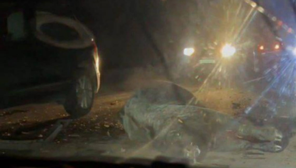 У Житомирській області автомобілі наїхали на свійських биків, що вибігли на дорогу