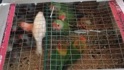 papygu2